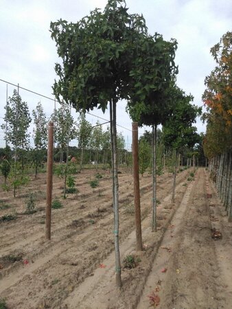 Liquidambar s. 'Gum Ball' 12-14 Hoogstam draadkluit 2 X verplant