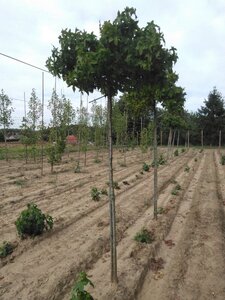 Liquidambar s. 'Gum Ball' 8-10 Hoogstam met kluit