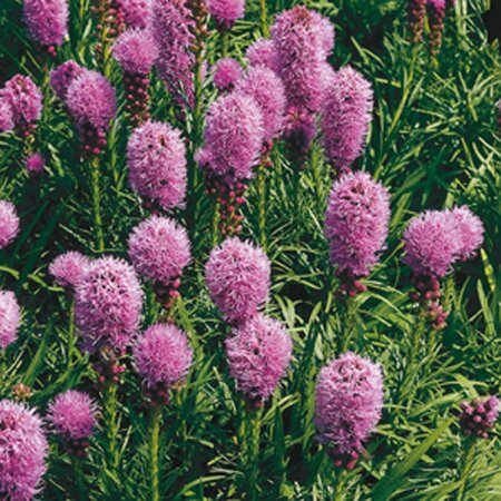 Liatris spicata 'Kobold' geen maat specificatie 0,55L/P9cm - afbeelding 3