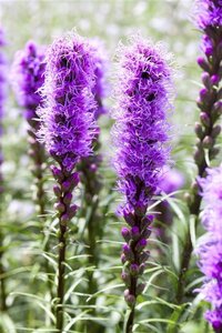 Liatris spicata 'Kobold' geen maat specificatie 0,55L/P9cm