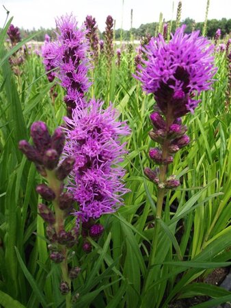 Liatris spicata 'Kobold' geen maat specificatie 0,55L/P9cm - afbeelding 4