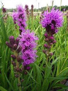 Liatris spicata 'Kobold' geen maat specificatie 0,55L/P9cm - afbeelding 4