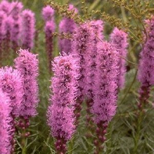 Liatris spicata 'Kobold' geen maat specificatie 0,55L/P9cm - afbeelding 5