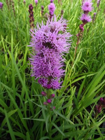 Liatris spicata 'Kobold' geen maat specificatie 0,55L/P9cm - afbeelding 6
