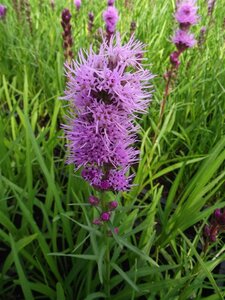 Liatris spicata 'Kobold' geen maat specificatie 0,55L/P9cm - afbeelding 6
