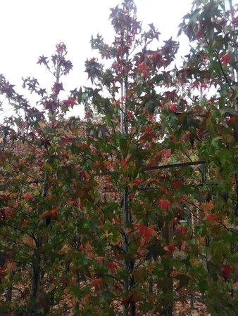 Liquidambar s. 'Lane Roberts' 10-12 cm met kluit geveerd - afbeelding 5