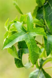 Liquidambar s. 'Lane Roberts' 10-12 cm met kluit geveerd - afbeelding 3