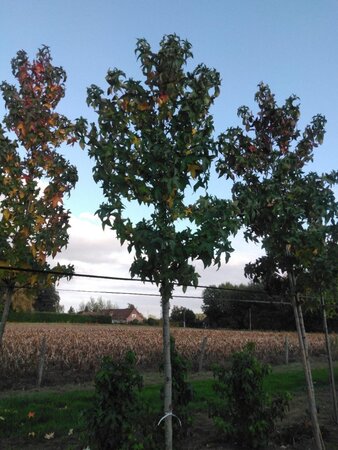 Liquidambar s. 'Lane Roberts' 12-14 cm draadkluit geveerd 2 X verplant - afbeelding 5