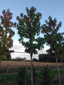 Liquidambar s. 'Lane Roberts' 12-14 cm draadkluit geveerd 2 X verplant - afbeelding 5