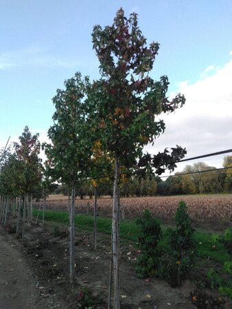Liquidambar s. 'Lane Roberts' 14-16 Hoogstam draadkluit 2 X verplant - afbeelding 5