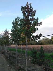 Liquidambar s. 'Lane Roberts' 14-16 Hoogstam draadkluit 2 X verplant - afbeelding 5