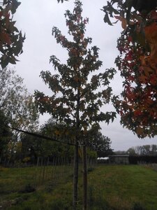 Liquidambar s. 'Lane Roberts' 16-18 Hoogstam draadkluit 3 X verplant - afbeelding 5