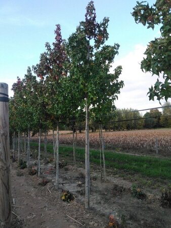Liquidambar s. 'Lane Roberts' 16-18 STA WRB 3 X V - image 6