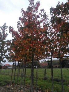 Liquidambar s. 'Lane Roberts' 18-20 Hoogstam draadkluit 3 X verplant - afbeelding 7