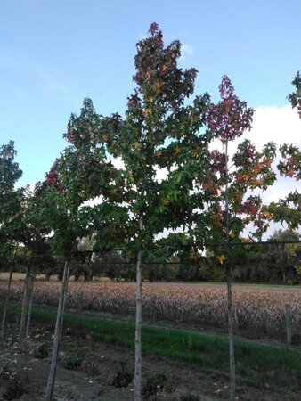 Liquidambar s. 'Lane Roberts' 18-20 Hoogstam draadkluit 3 X verplant - afbeelding 8