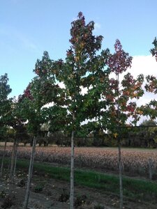 Liquidambar s. 'Lane Roberts' 18-20 Hoogstam draadkluit 3 X verplant - afbeelding 8
