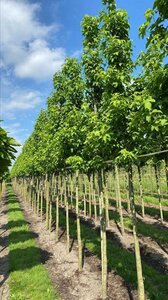Liquidambar s. 'Lane Roberts' 18-20 Hoogstam draadkluit 3 X verplant - afbeelding 6
