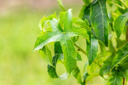 Liquidambar s. 'Lane Roberts' 8-10 cm met kluit geveerd - afbeelding 1