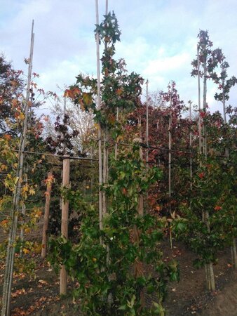 Liquidambar s. 'Lane Roberts' 8-10 cm met kluit geveerd - afbeelding 5
