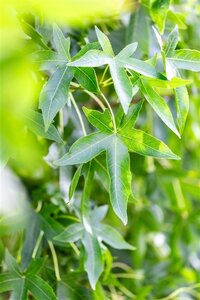 Liquidambar s. 'Moraine' 10-12 Hoogstam met kluit - afbeelding 2