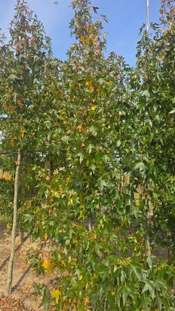 Liquidambar s. 'Moraine' 10-12 cm met kluit geveerd - afbeelding 4