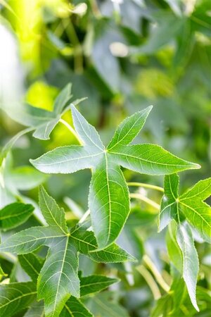 Liquidambar s. 'Moraine' 12-14 Hoogstam draadkluit 2 X verplant - afbeelding 1