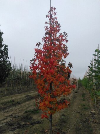 Liquidambar s. 'Moraine' 12-14 Hoogstam draadkluit 2 X verplant - afbeelding 6