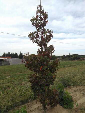 Liquidambar s. 'Moraine' 8-10 cm met kluit geveerd - afbeelding 5