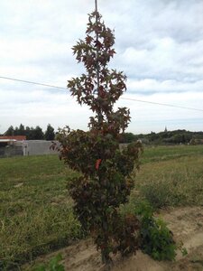 Liquidambar s. 'Moraine' 8-10 cm met kluit geveerd - afbeelding 5