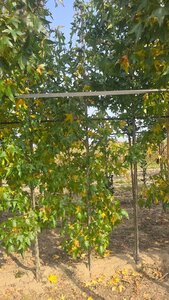 Liquidambar s. 'Moraine' 8-10 cm met kluit geveerd - afbeelding 4