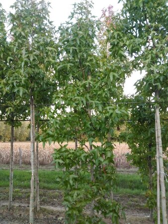 Liquidambar s. 'Palo Alto' 10-12 cm draadkluit geveerd