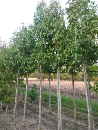 Liquidambar s. 'Palo Alto' 12-14 Hoogstam draadkluit 2 X verplant