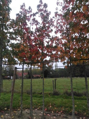 Liquidambar s. 'Palo Alto' 14-16 Hoogstam draadkluit 2 X verplant - afbeelding 1
