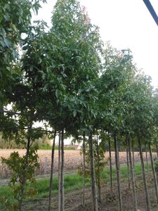 Liquidambar s. 'Palo Alto' 14-16 Hoogstam draadkluit 2 X verplant - afbeelding 2