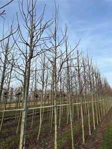 Liquidambar s. 'Palo Alto' 18-20 Hoogstam draadkluit 3 X verplant