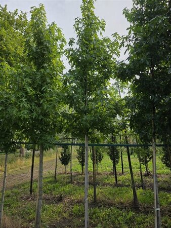 Liquidambar s. 'Palo Alto' 18-20 Hoogstam draadkluit 3 X verplant - afbeelding 1