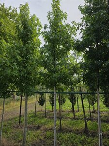 Liquidambar s. 'Palo Alto' 18-20 Hoogstam draadkluit 3 X verplant