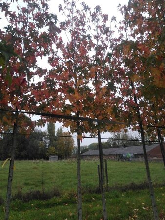 Liquidambar s. 'Palo Alto' 18-20 STA WRB 3 X V - image 5