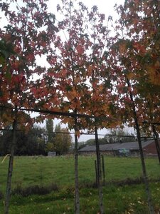 Liquidambar s. 'Palo Alto' 18-20 STA WRB 3 X V - image 5