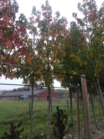 Liquidambar s. 'Palo Alto' 20-25 Hoogstam draadkluit 3 X verplant - afbeelding 1