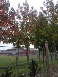 Liquidambar s. 'Palo Alto' 20-25 Hoogstam draadkluit 3 X verplant