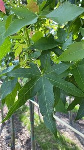 Liquidambar s. 'Palo Alto' 20-25 Hoogstam draadkluit 3 X verplant - afbeelding 4
