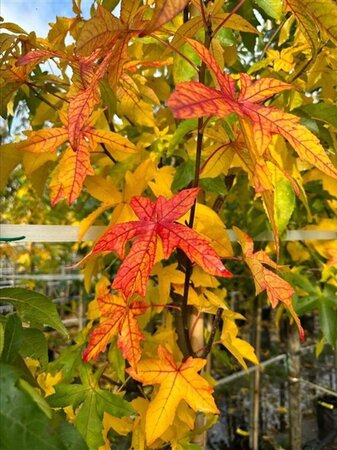 Liquidambar s. 'Palo Alto' 20-25 STA WRB 3 X V - image 3