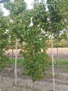 Liquidambar s. 'Palo Alto' 8-10 cm draadkluit geveerd
