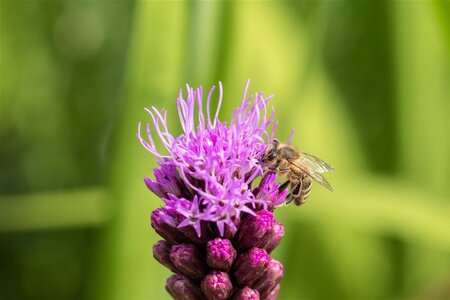 Liatris spicata geen maat specificatie 0,55L/P9cm - afbeelding 1