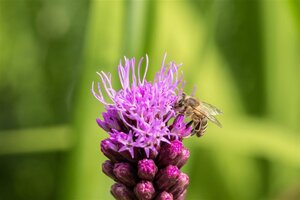 Liatris spicata geen maat specificatie 0,55L/P9cm