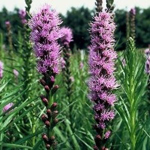 Liatris spicata geen maat specificatie 0,55L/P9cm - afbeelding 6