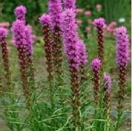 Liatris spicata geen maat specificatie 0,55L/P9cm - afbeelding 7
