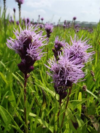 Liatris spicata geen maat specificatie 0,55L/P9cm - afbeelding 8