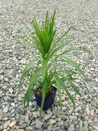 Liatris spicata geen maat specificatie 0,55L/P9cm - afbeelding 5